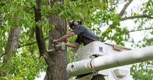 Tree Surgeon London