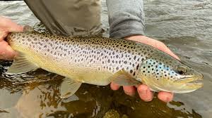 Trout Fishing