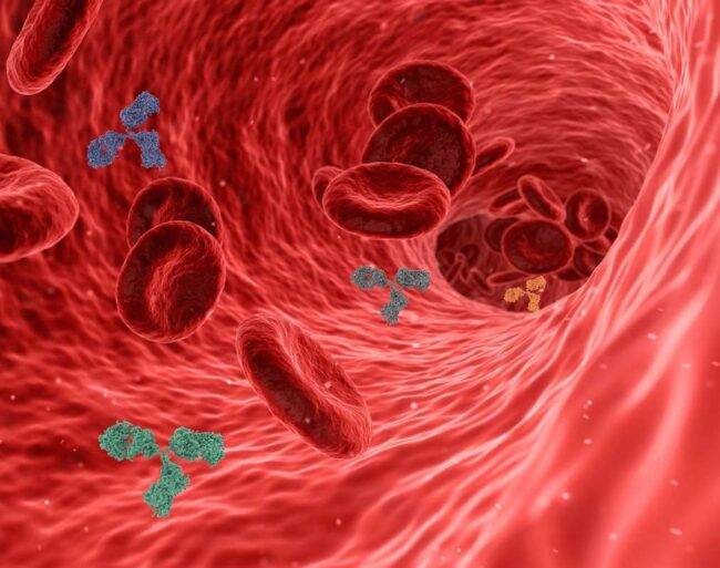 Custom Antibody Production